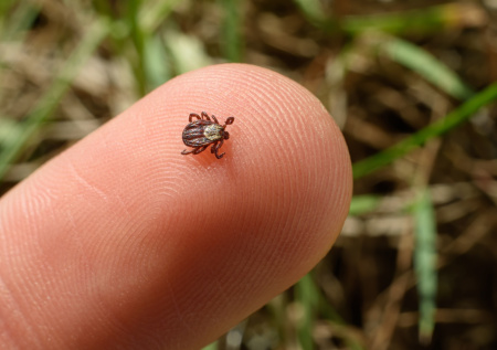 Инфекционист рассказала, когда активизируются клещи