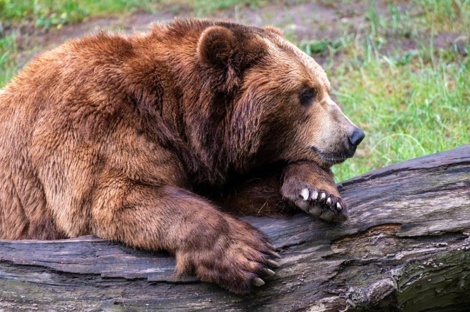 Охота на медведя: с 21 марта в Сибири, на Урале и в центре России