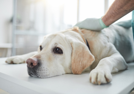 Ветеринар назвала обязательные процедуры для питомцев весной