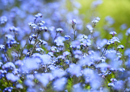 Разбросайте семена по снегу — и весной получите ковер из голубых жемчужин, которыми будут любоваться все соседи