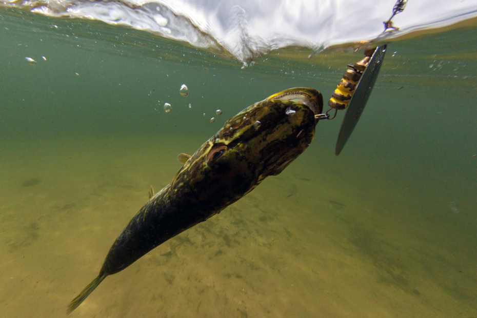 Щука, пойманная рыбаком