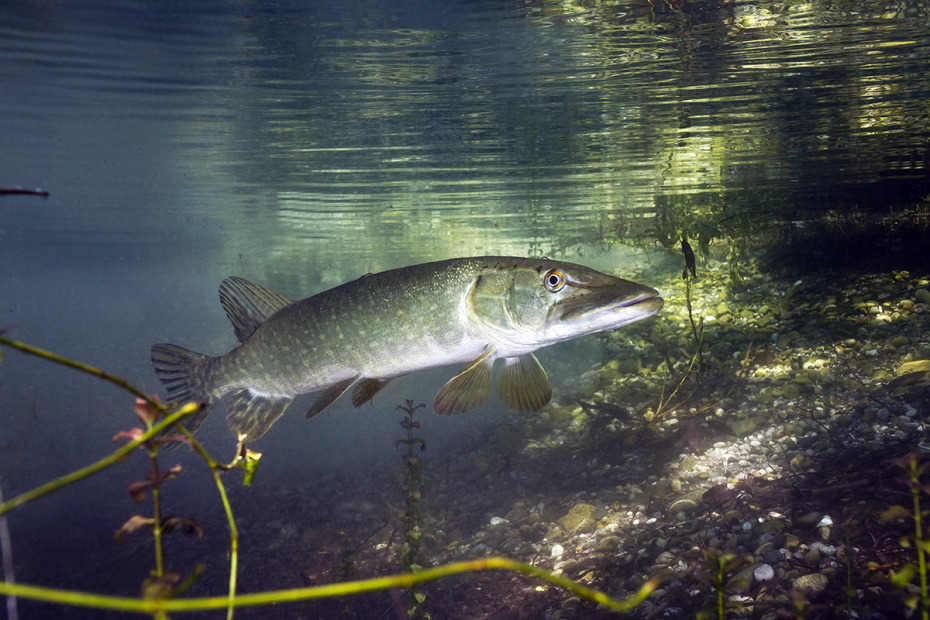 Ловля щуки в марте: где искать, на что ловить и как обмануть голодного хищника