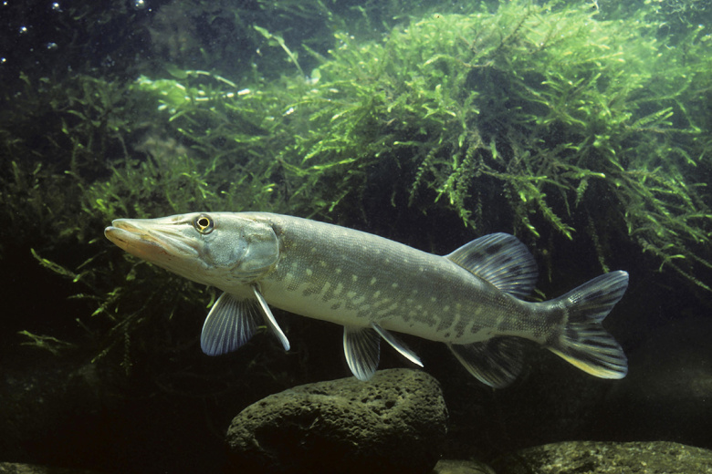 Ловля щуки в марте: где искать, на что ловить и как обмануть голодного хищника