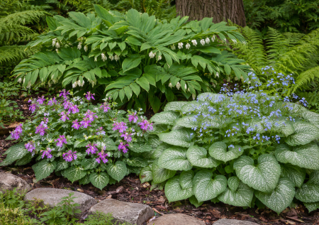 Сад будет как лесная лужайка — 3 неприхотливых многолетника: выживут в тени и зацветут без проблем