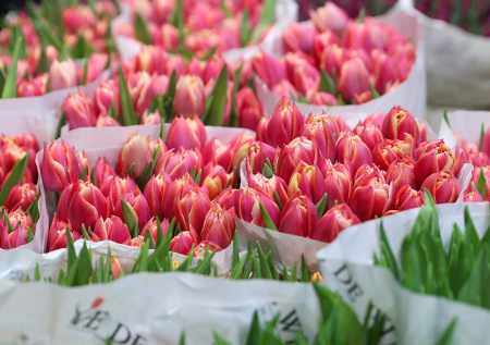 Россиянам рассказали, как сэкономить на покупке цветов к 8 Марта