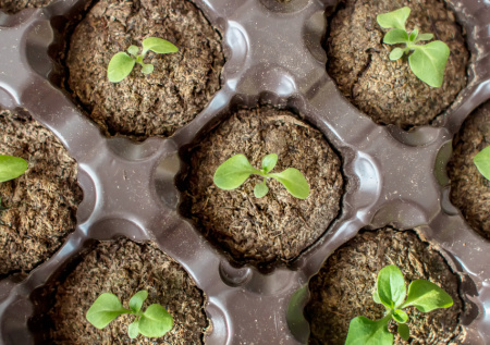 Огород на балконе в многоэтажке: как вырастить зелень и овощи без дачи