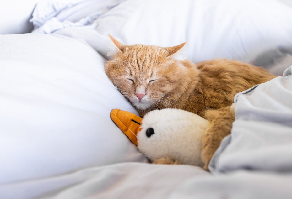 Плюсы натурального наполнителя