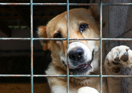 Новый дом собаки Додобони изменится до неузнаваемости