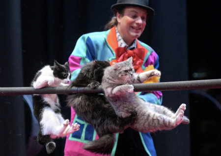 Спасенная из зоны СВО кошка Глуша дебютировала в театре