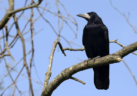Стало известно, какие птицы первыми вернутся в Москву после зимовки
