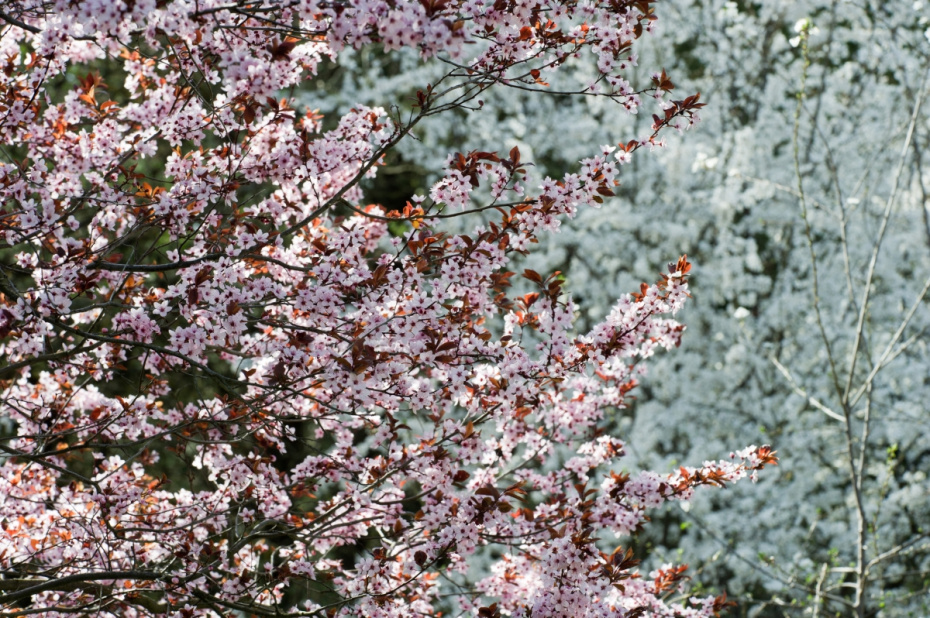 Ветви цветущего дерева в Ботаническом саду им. Н. В. Багрова Таврической академии Крымского федерального университета им. В. И. Вернадского в Симферополе