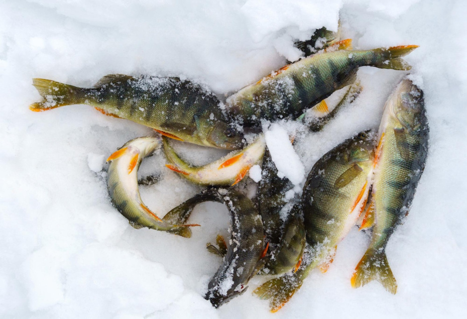 Рыбалка в марте-2026: календарь клева и на кого ловить в начале весны