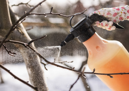 Старый дачный прием: два раствора против всех болезней и вредителей