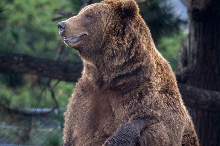 Охота на медведя