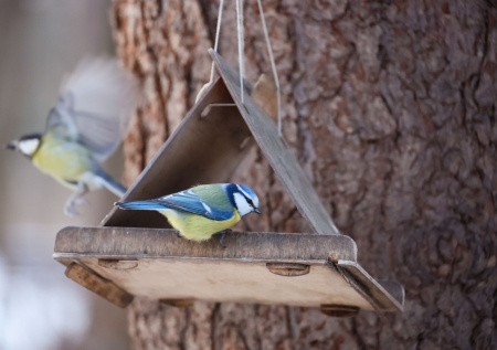 Приметы 8 марта — Обретение: день, когда птицы «обретают» свои дома