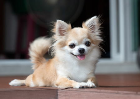 Кинолог объяснил, почему собаки улыбаются