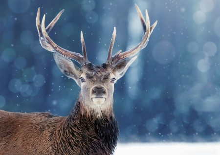 Жители Подмосковья обнаружили гуляющего по улицам оленя