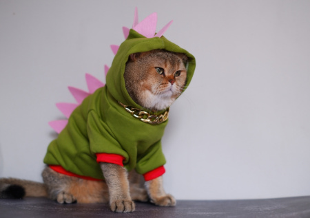 Россияне стали чаще баловать питомцев одеждой и игрушками