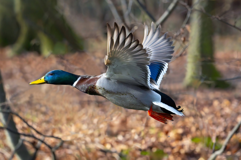 Охота на селезня