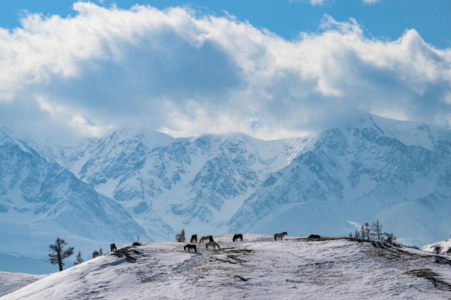 Лошади пасутся на горе в Кош-Агачском районе Республики Алтай