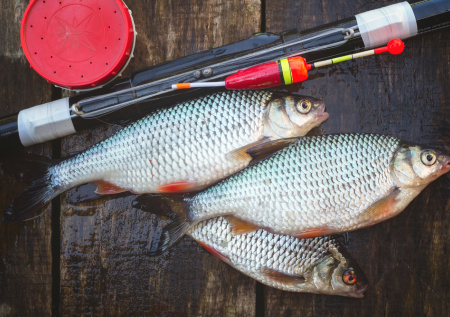 Почему плотва ранней весной ловится лучше всего: советы рыбака