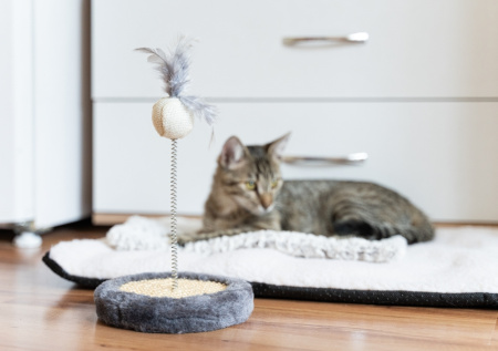 Ветеринар раскрыл, как вовремя распознать депрессию у собак и кошек