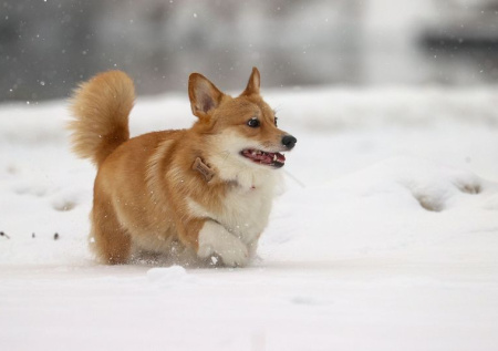 Зоозащитница рассказала о рисках самовыгула