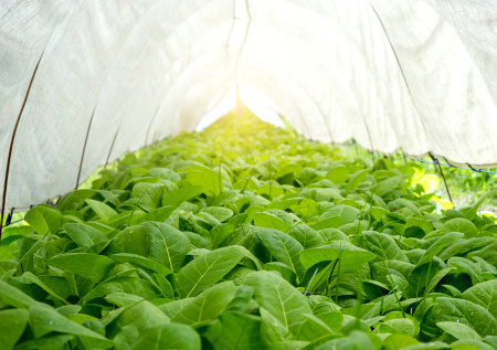 Плоды вырастут крупнее и слаще: какую простую подкормку добавляют в рассаду опытные огородники