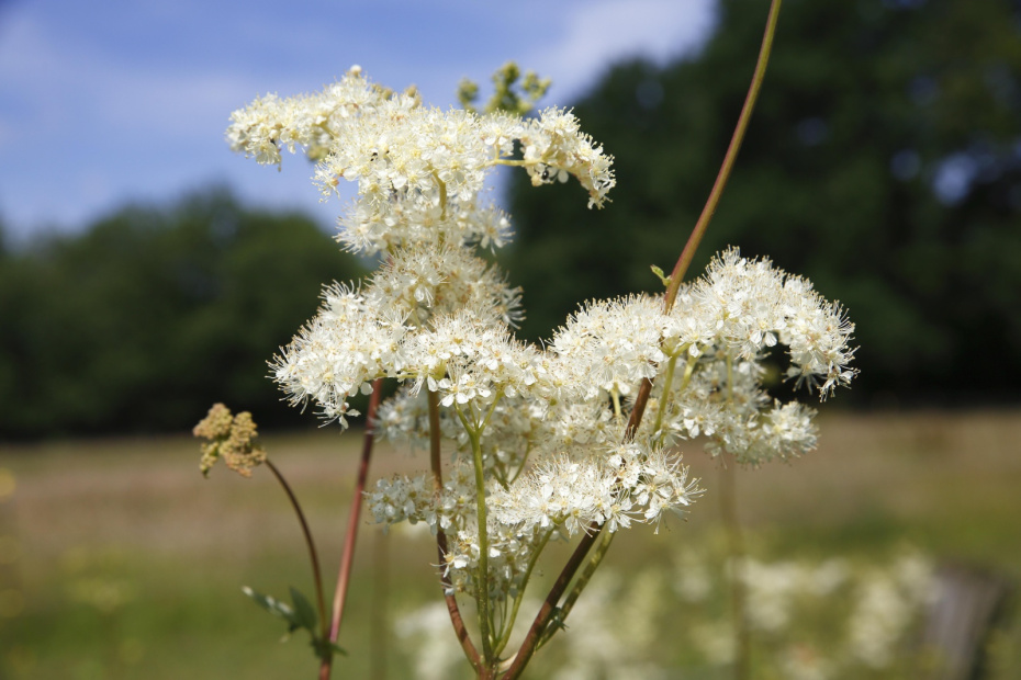 Какалия и лох — какие названия растений противоречат их внешности