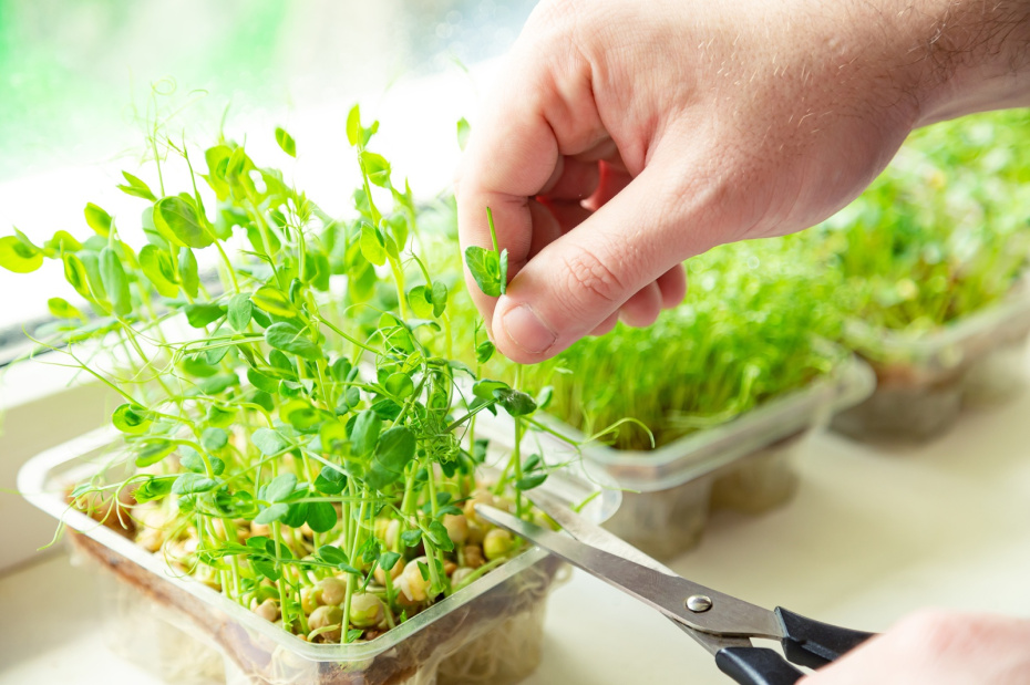 Комнатный садик на подоконнике