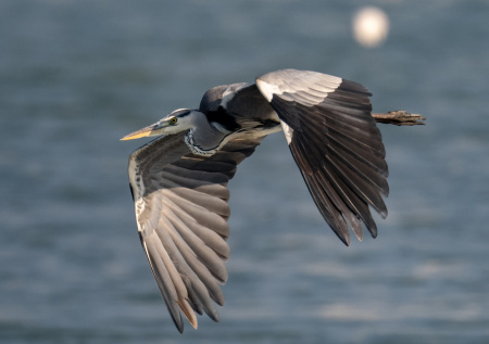 Приметы 9 марта — Иванов день: встречаем перелетных птиц