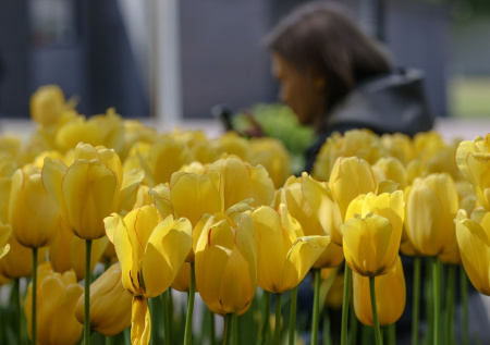 Москвичи ринулись в теплицы ради тюльпанов по 40 рублей