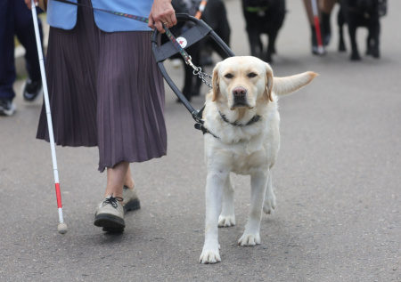 Догхантеры начали убивать собак отравленным фаршем