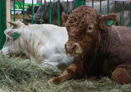 Эпидемия опасного заболевания накрыла Сибирь