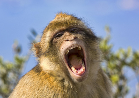 Макака отвесила подзатыльник женщине после ограбления ее же дома