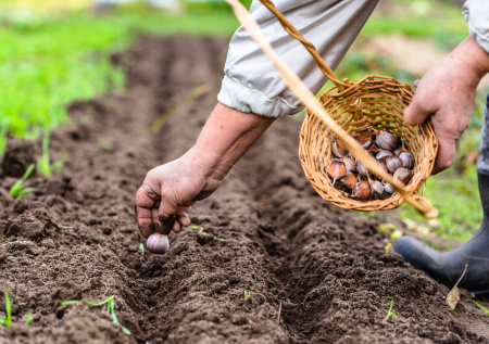 Как вырастить крупный чеснок без химии: старый дачный способ помогает получить головки до 200 г