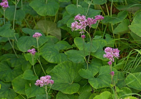 Какалия и лох — какие названия растений противоречат их внешности