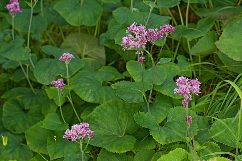 Странные названия растений и цветов для сада: когда внешность — главное