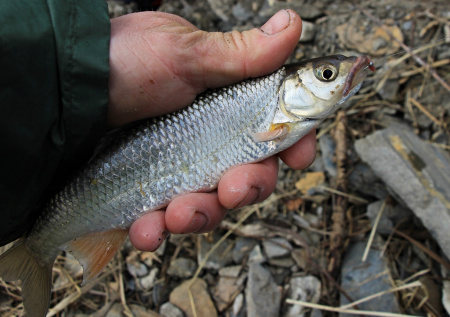 Вобла оказалась на грани исчезновения по одной причине