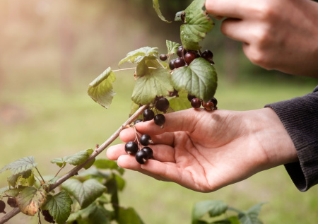Черная смородина будет усыпана ягодами: простые секреты ухода, которые увеличат урожай