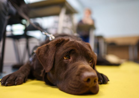 В России впервые появился ГОСТ для собак-поводырей