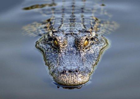 В Австралии началось нашествие кровожадных хищников