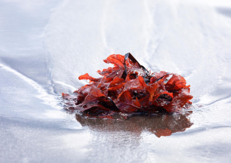 Ученые объяснили, почему лед Финского залива стал «кровавым»