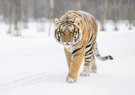 Тигр съел двух собак прямо во дворе дома