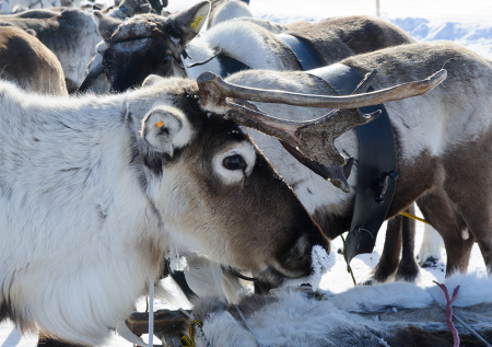 Северные олени получат «паспорта»