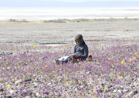 Долину Смерти охватило бурное цветение