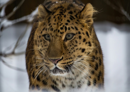 Леопард облюбовал чердак жилого дома в российском регионе