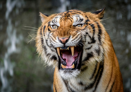 В индийском заповеднике тигр напал на самку носорога