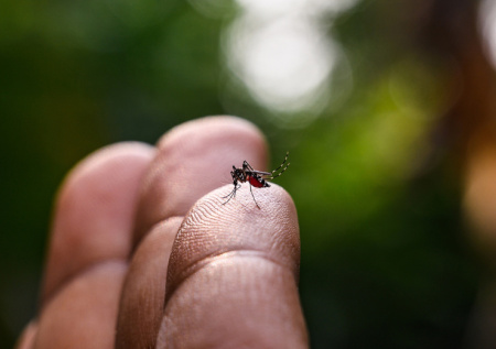 Россиян призвали не паниковать из-за прогнозов по нашествию комаров