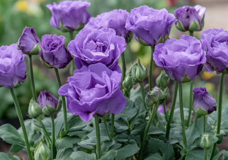 Цветы, сияющие как звезды: три растения, которые превратят участок в сказочный сад